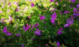 沾花惹草在线观看,一场浪漫纠葛的在线情感之旅