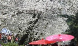 樱花校园最新爆料大全,揭秘校园风云与青春故事